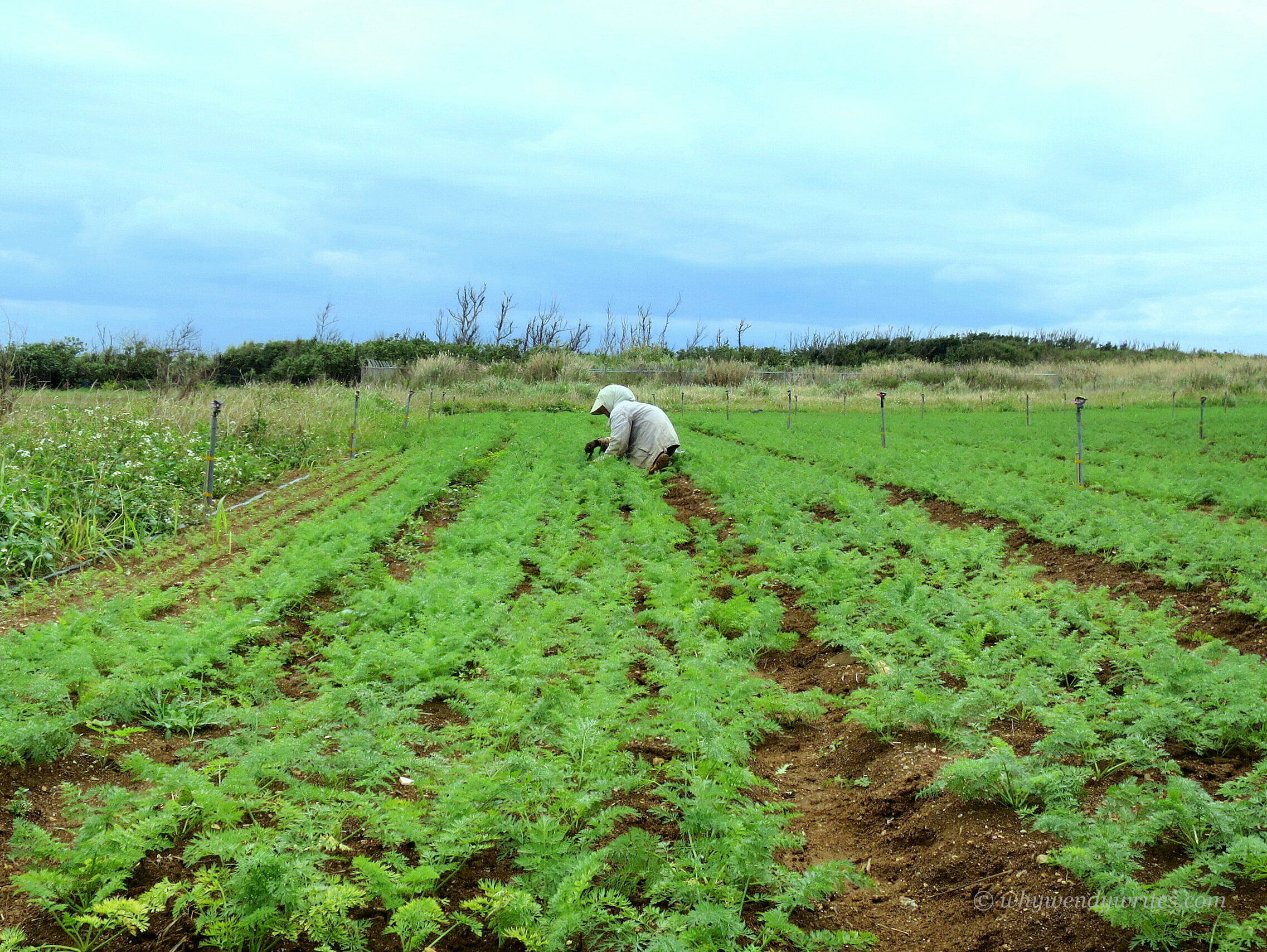 Why Wendy Writes Okinawa Tsuken Island
